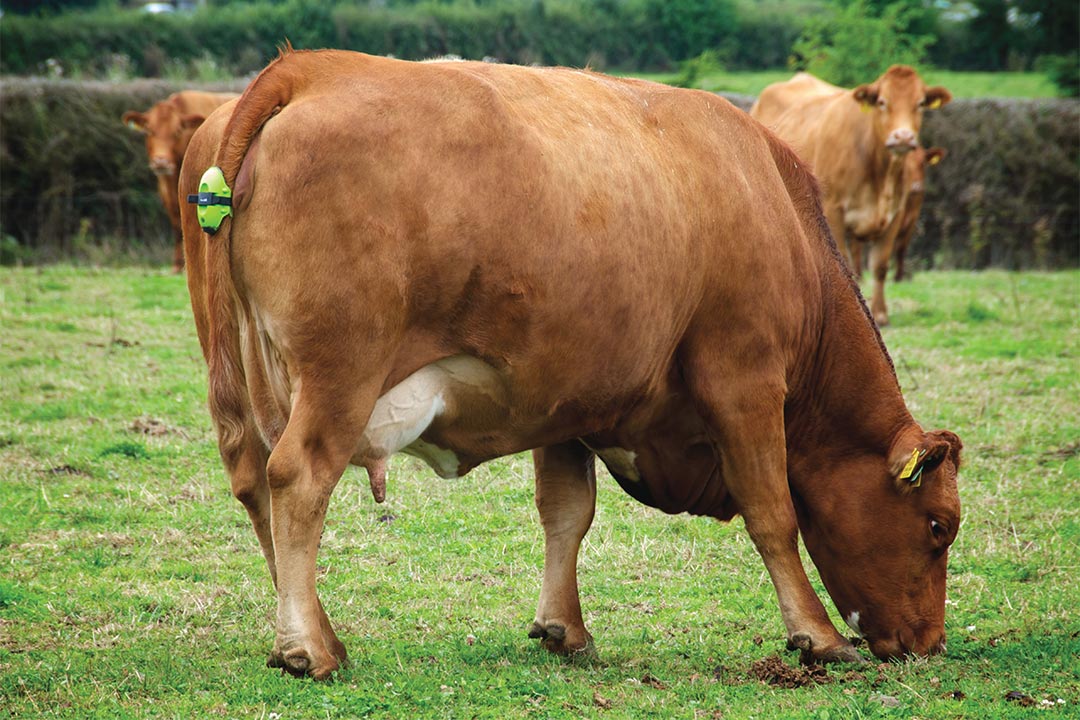 Senzor telenia kráv Moocall